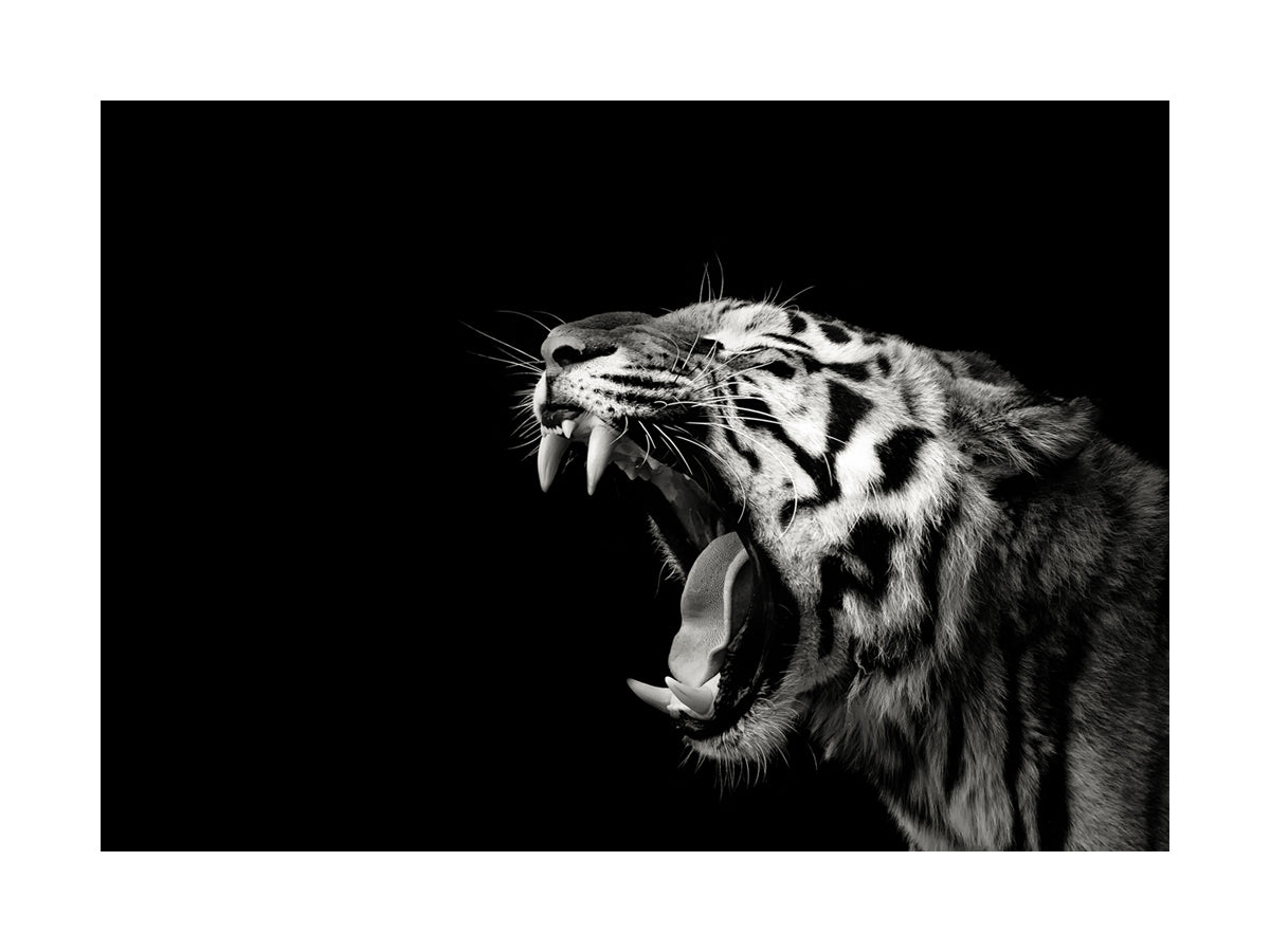 Schwarzweißfotografie eines brüllenden Tigers vor schwarzem Hintergrund.