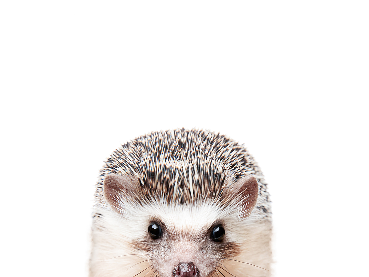 Peeking Hedgehog Poster