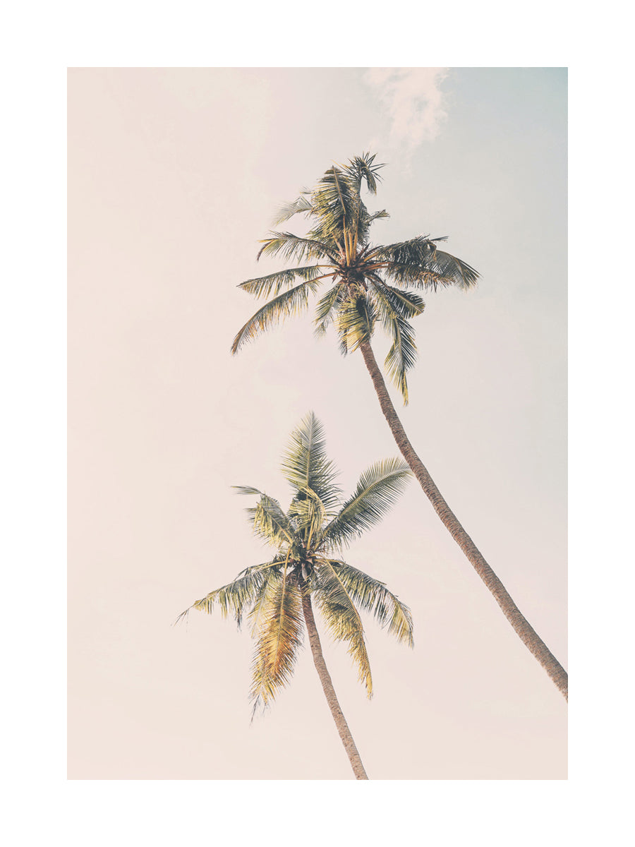 Tropical Palms Poster