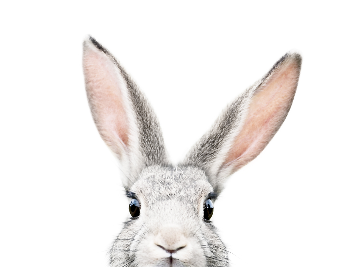 Peeking Bunny Poster