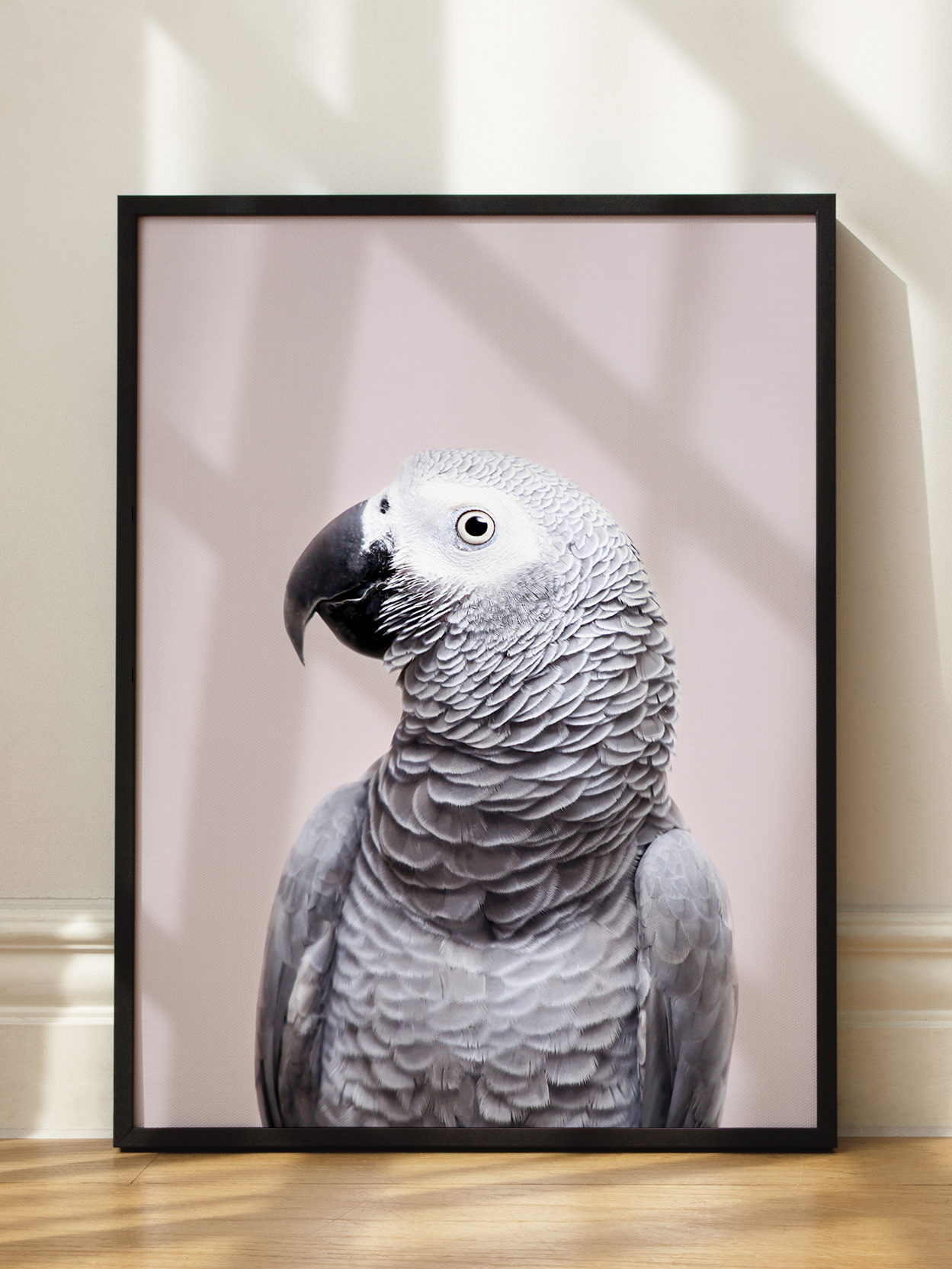 African Grey