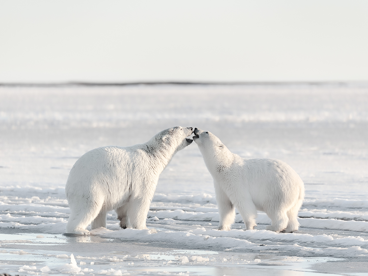 Zwei Eisbären berühren sich liebevoll in einer verschneiten Landschaft.