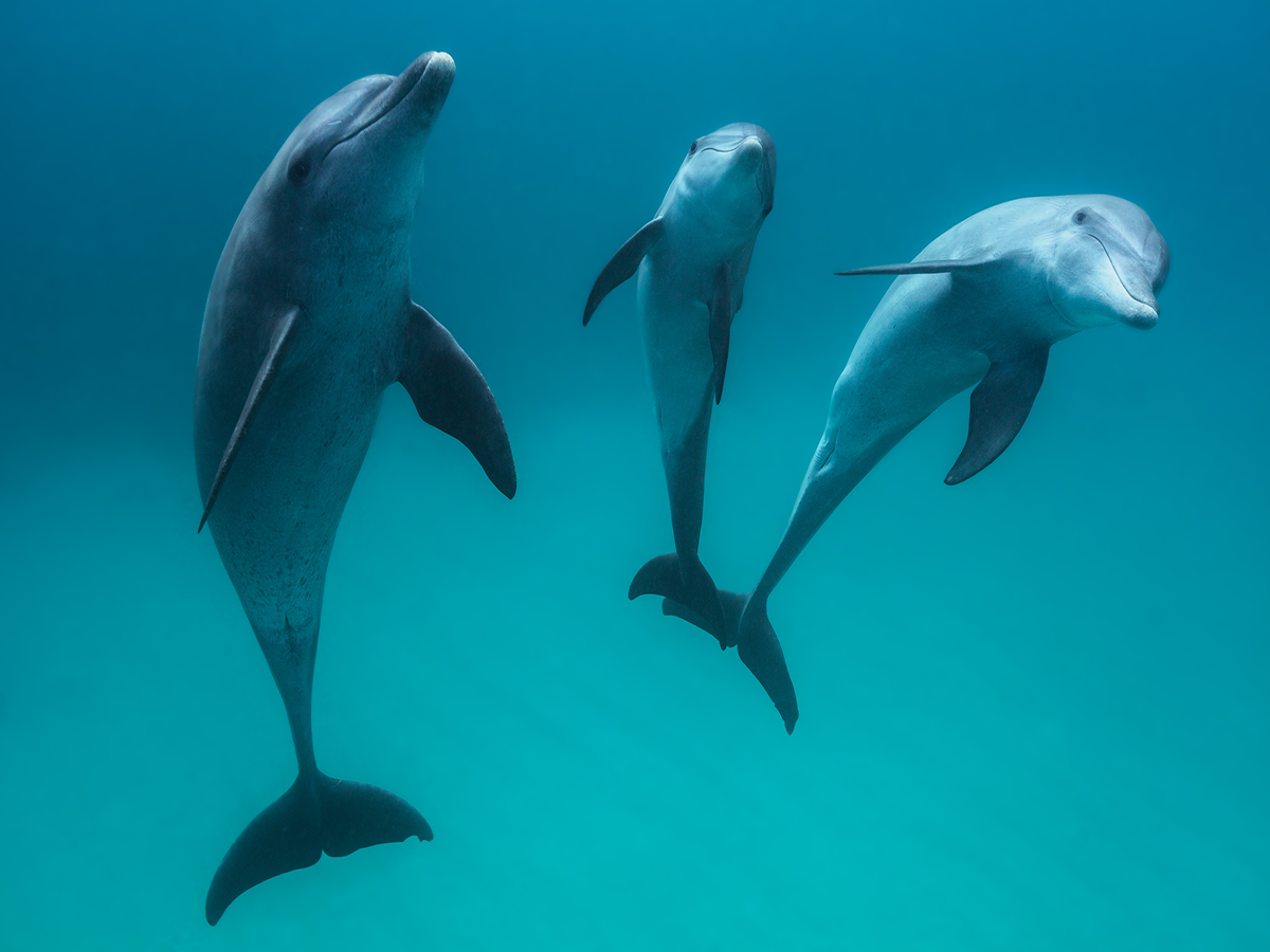 Unterwasserfotografie von drei schwimmenden Delfinen.