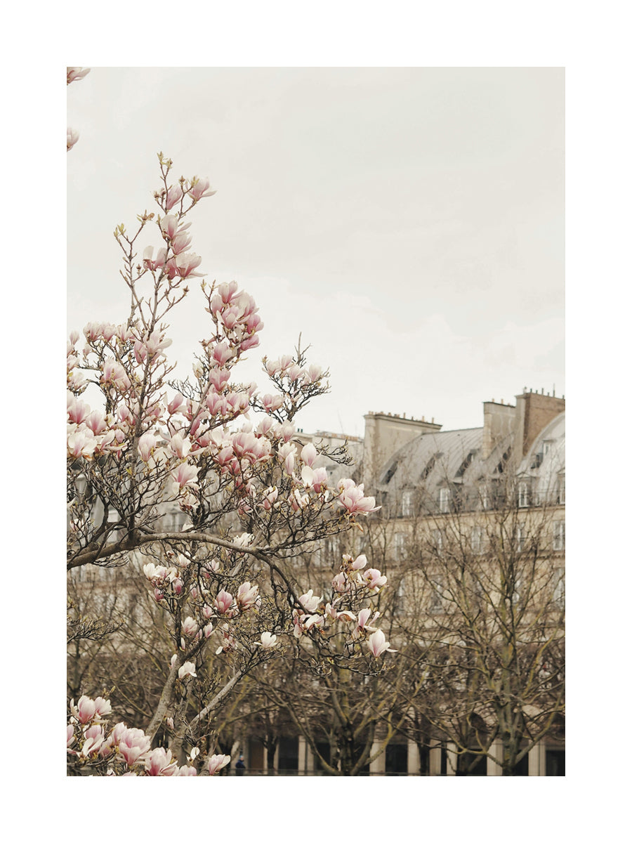 Fotografie von Magnolienblüten vor einem Gebäude mit grauem Dach.