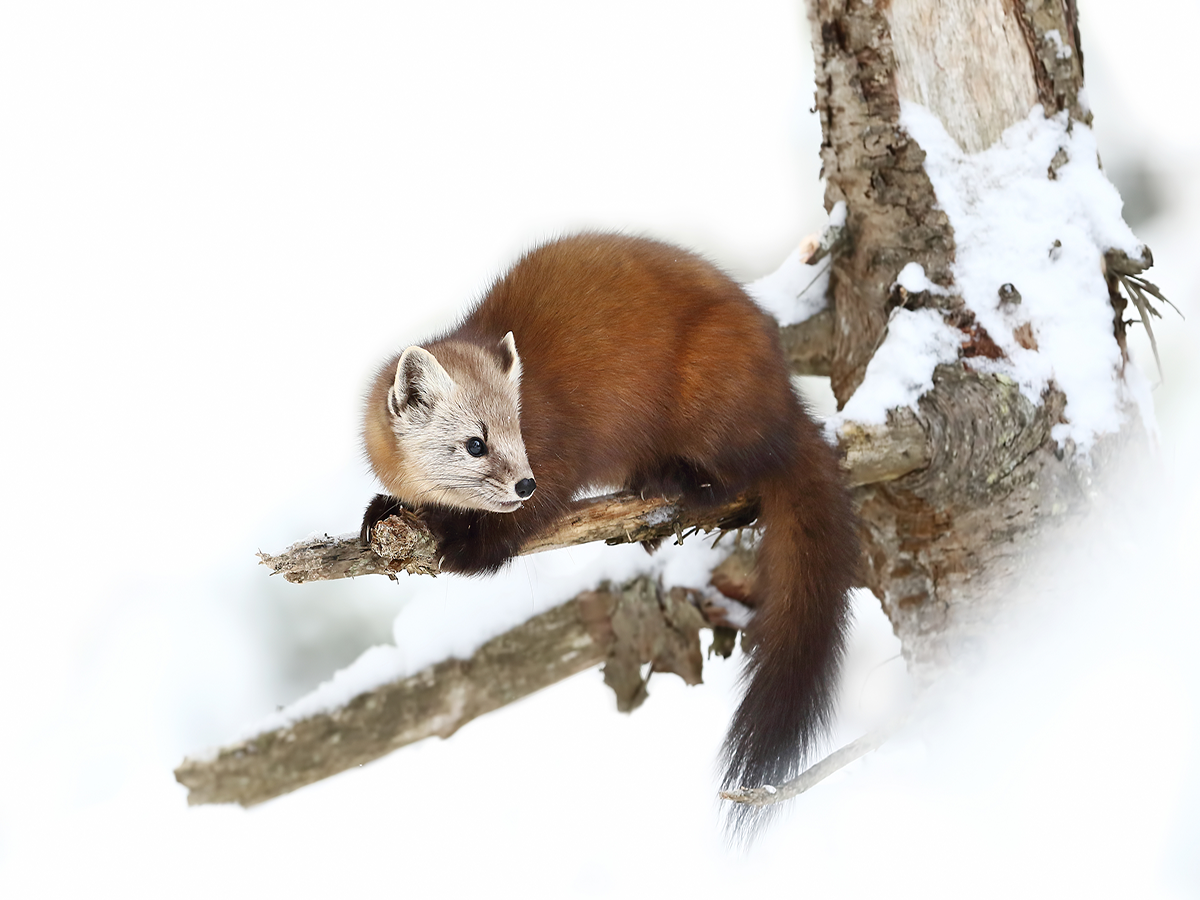 Ein kleiner Marder liegt auf einem verschneiten Ast.