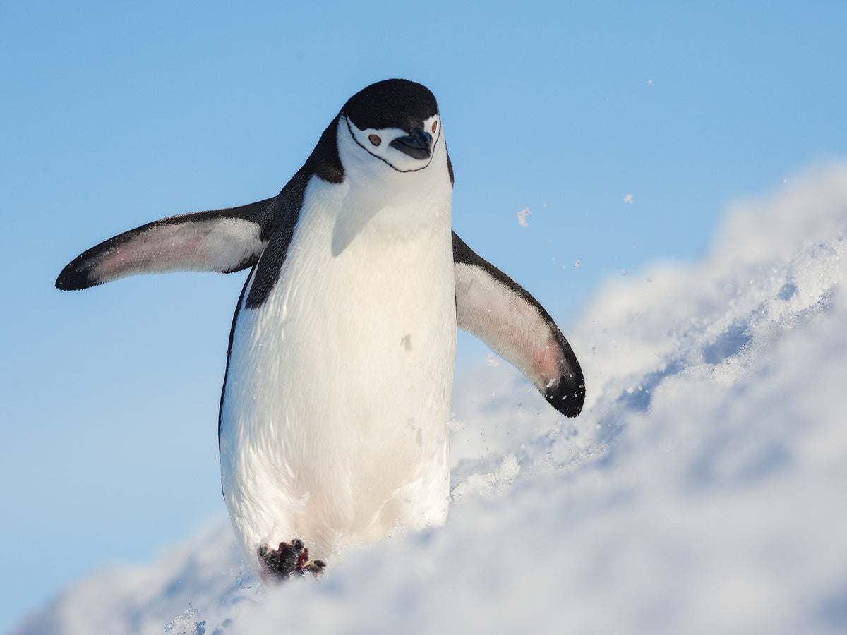 Ein Pinguin läuft durch den Schnee mit blauem Himmel im Hintergrund.