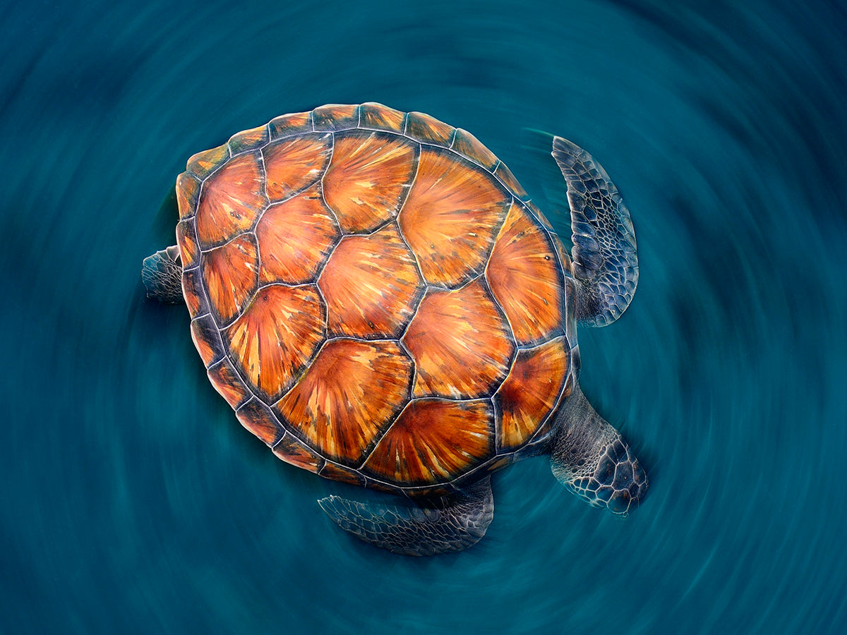 Meeresschildkröte in leuchtendem Orange schwimmt im blauen Meer.
