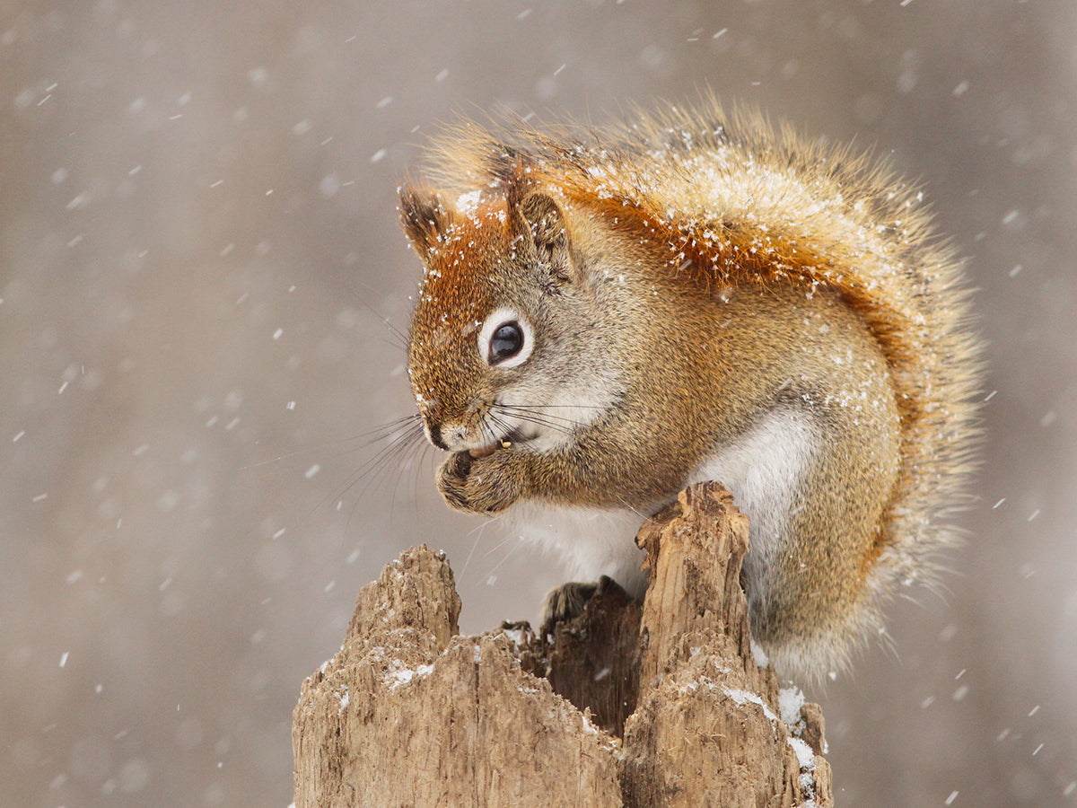 Ein Eichhörnchen sitzt auf einem Baumstumpf im Schneefall.