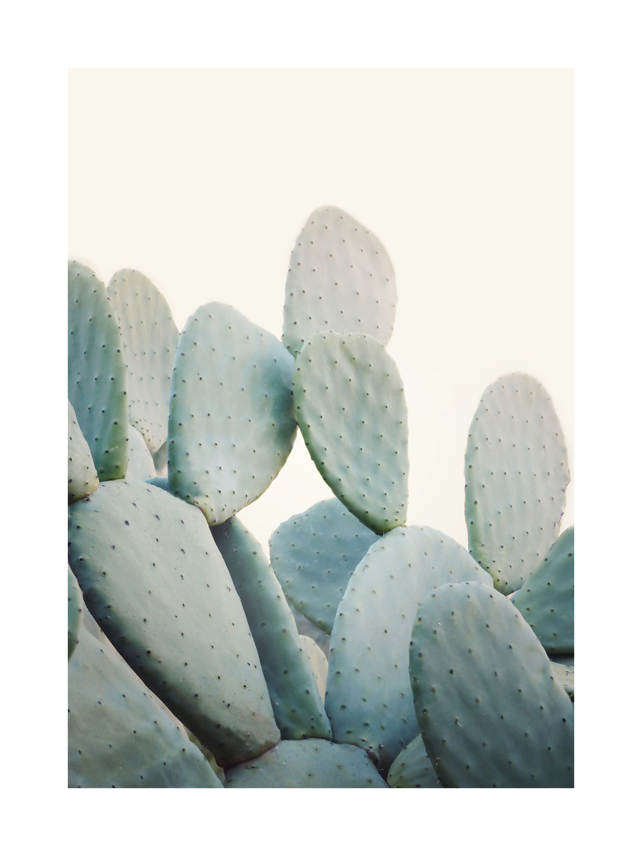 Fotografie eines grünen Opuntia-Kaktus vor einem hellen Hintergrund.