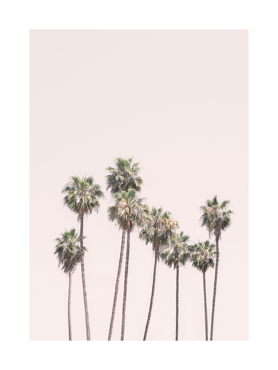 Blush Palms Poster