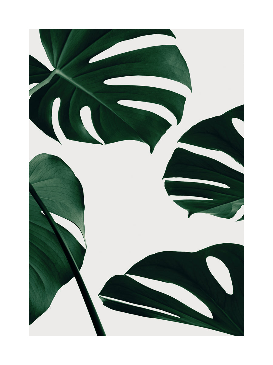 Fotografie von Monstera-Pflanzenblättern vor einem hellgrauen Hintergrund.