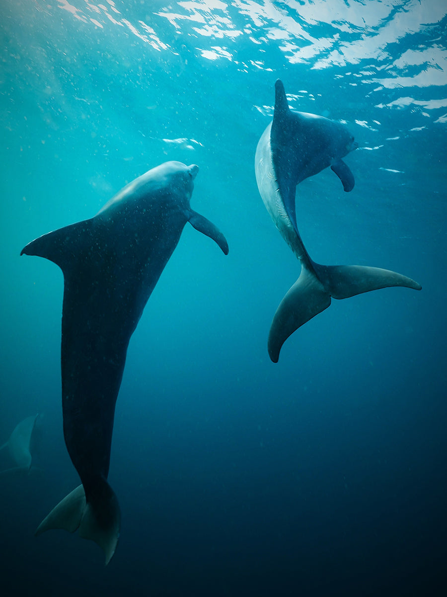 Zwei Delfine schwimmen im blauen Wasser.