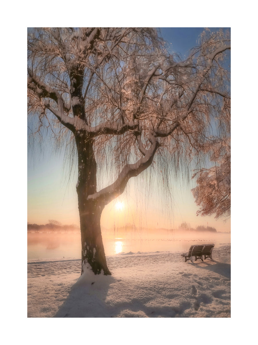 Verschneiter Baum am Seeufer bei Sonnenuntergang.