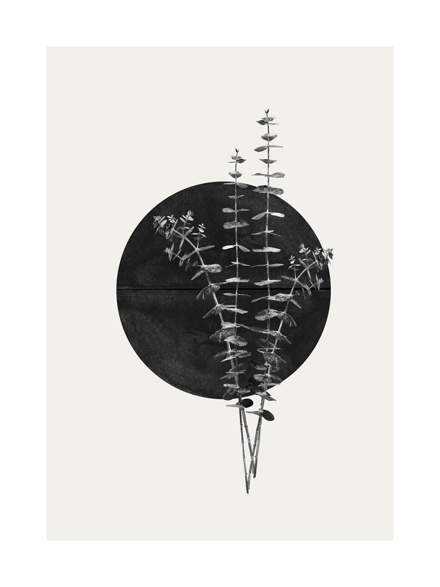 Grafische Illustration von Eukalyptus vor einem schwarzen Kreis auf grauem Hintergrund.