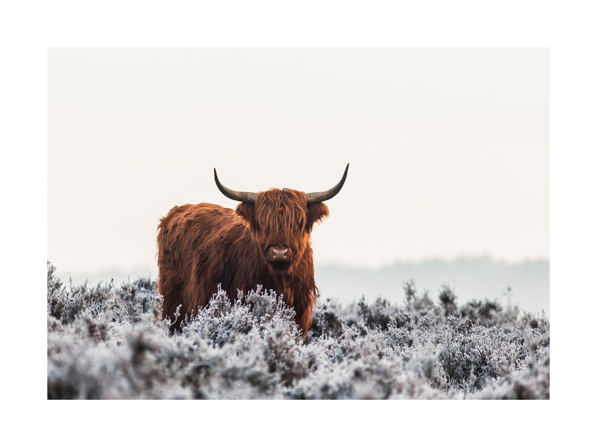 Fotografie eines Hochlandrinds auf einem verschneiten Feld mit hellgrauem Himmel.