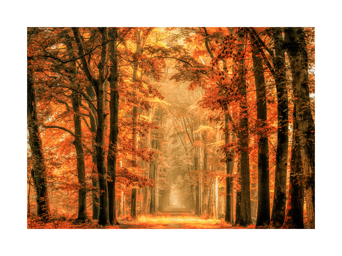 Orange Forest Path Poster