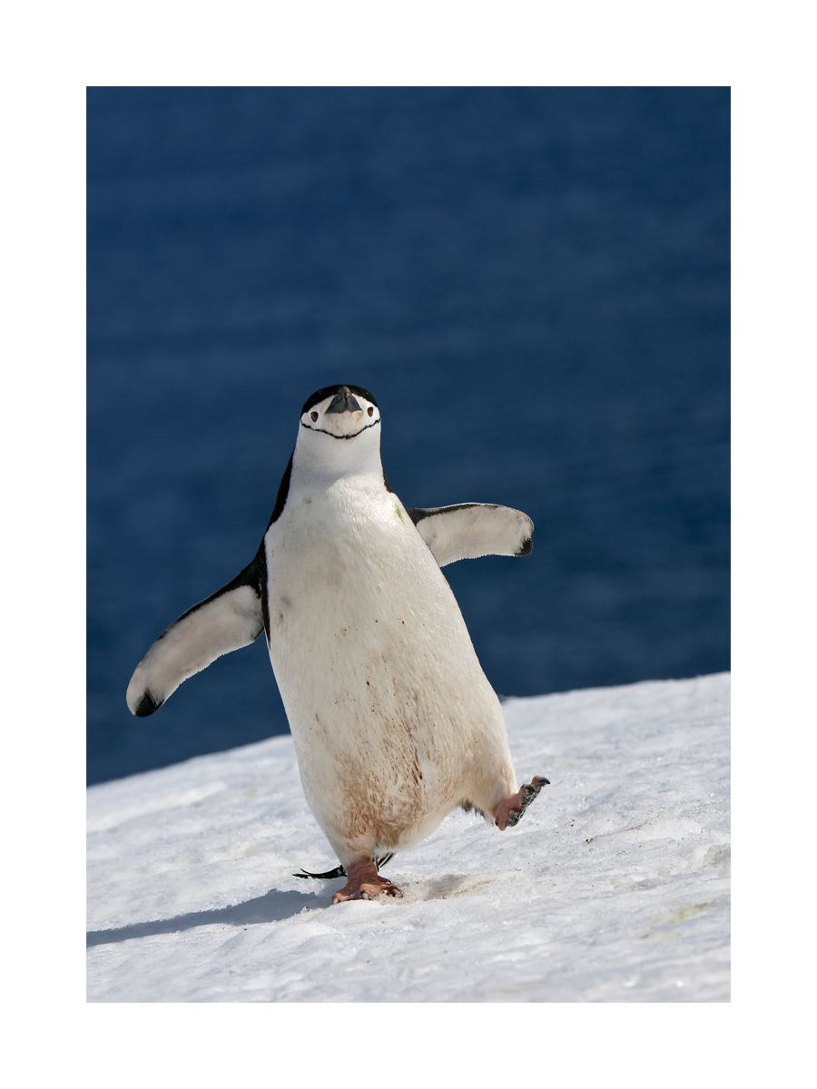Ein Pinguin balanciert auf einem schneebedeckten Hügel mit dem Ozean im Hintergrund.