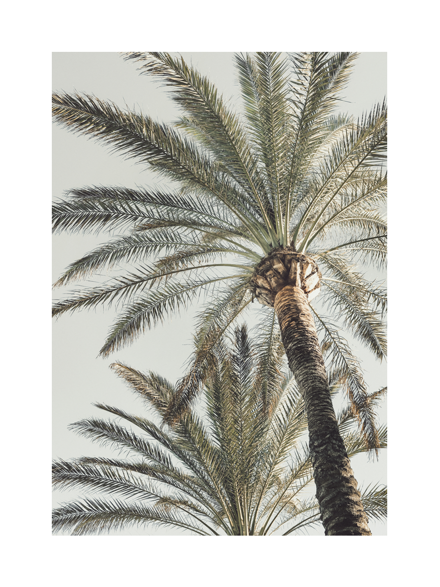 Mediterranean Palms Poster