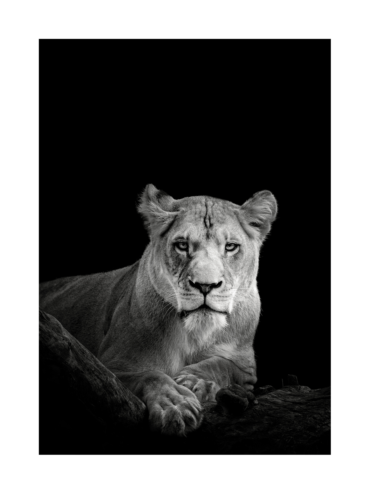 Lioness Poster