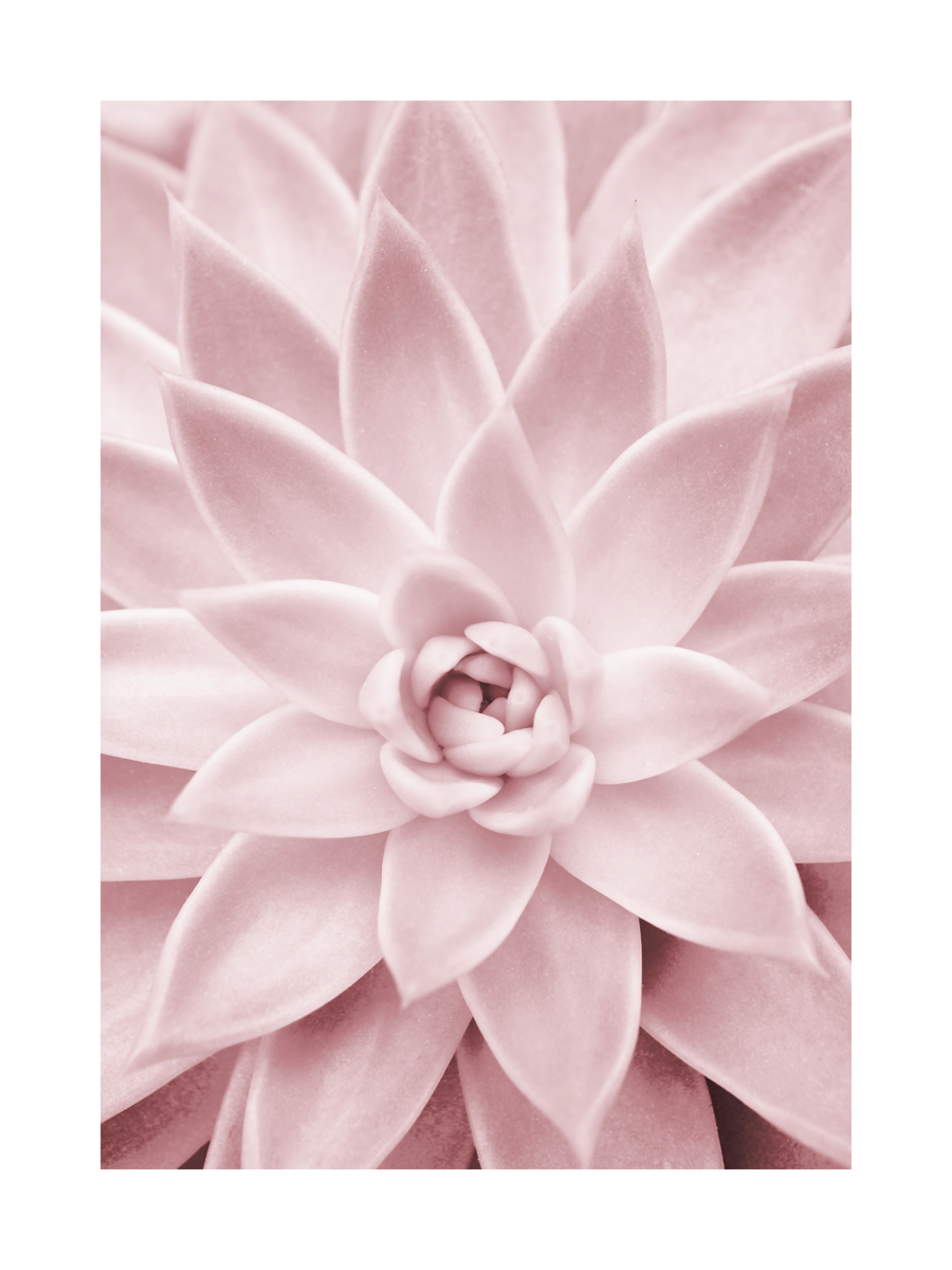 Nahaufnahme einer rosa Sukkulente in Pastelltönen.