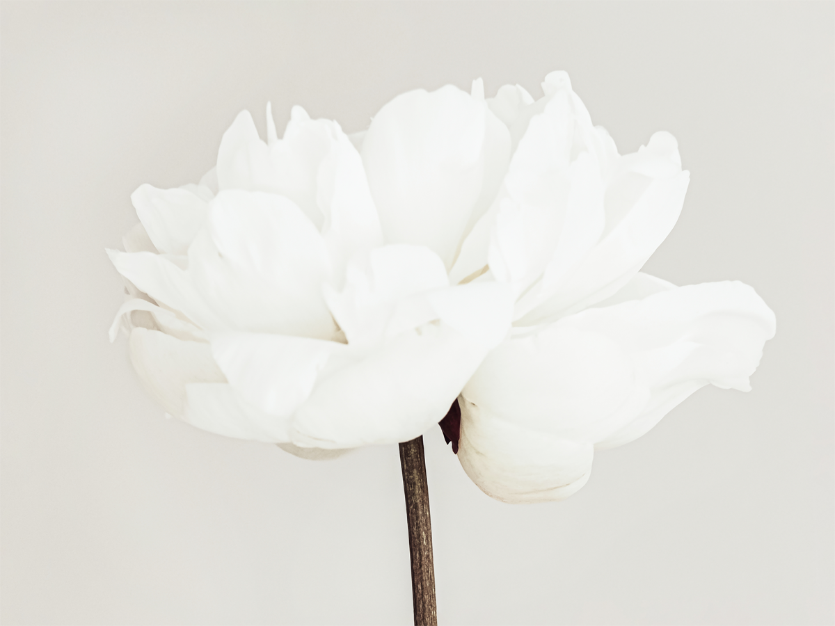 Innocent Peony Poster