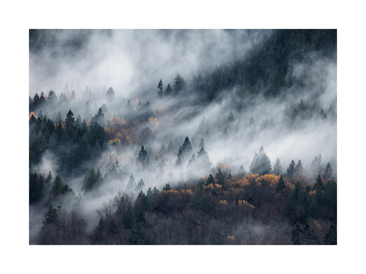Fotografie eines nebligen Waldes mit grünem und orangefarbenem Laub.
