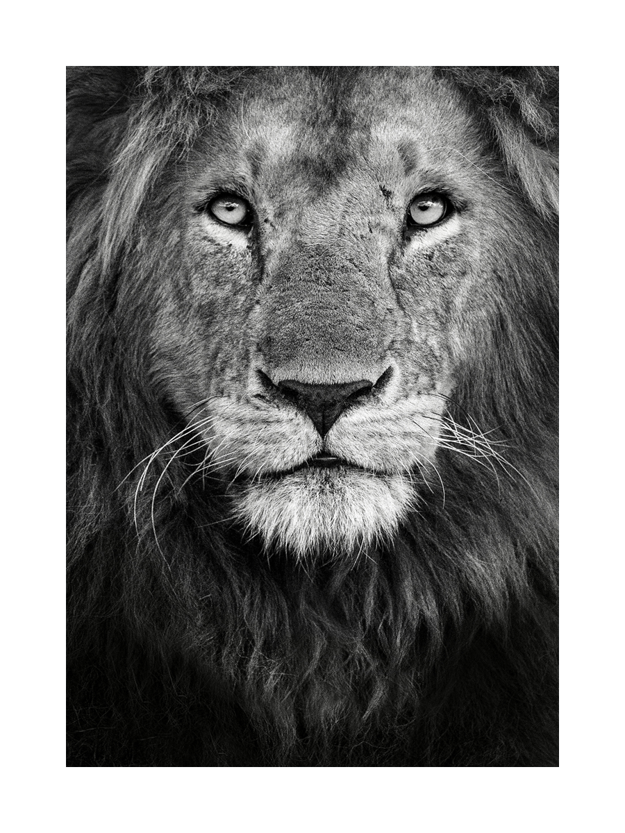 Lion Portait Poster