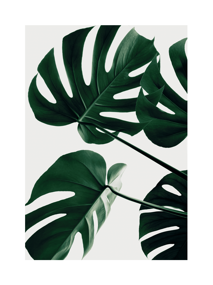 Fotografie von Monstera-Pflanzen mit großen, grünen Blättern vor grauem Hintergrund.