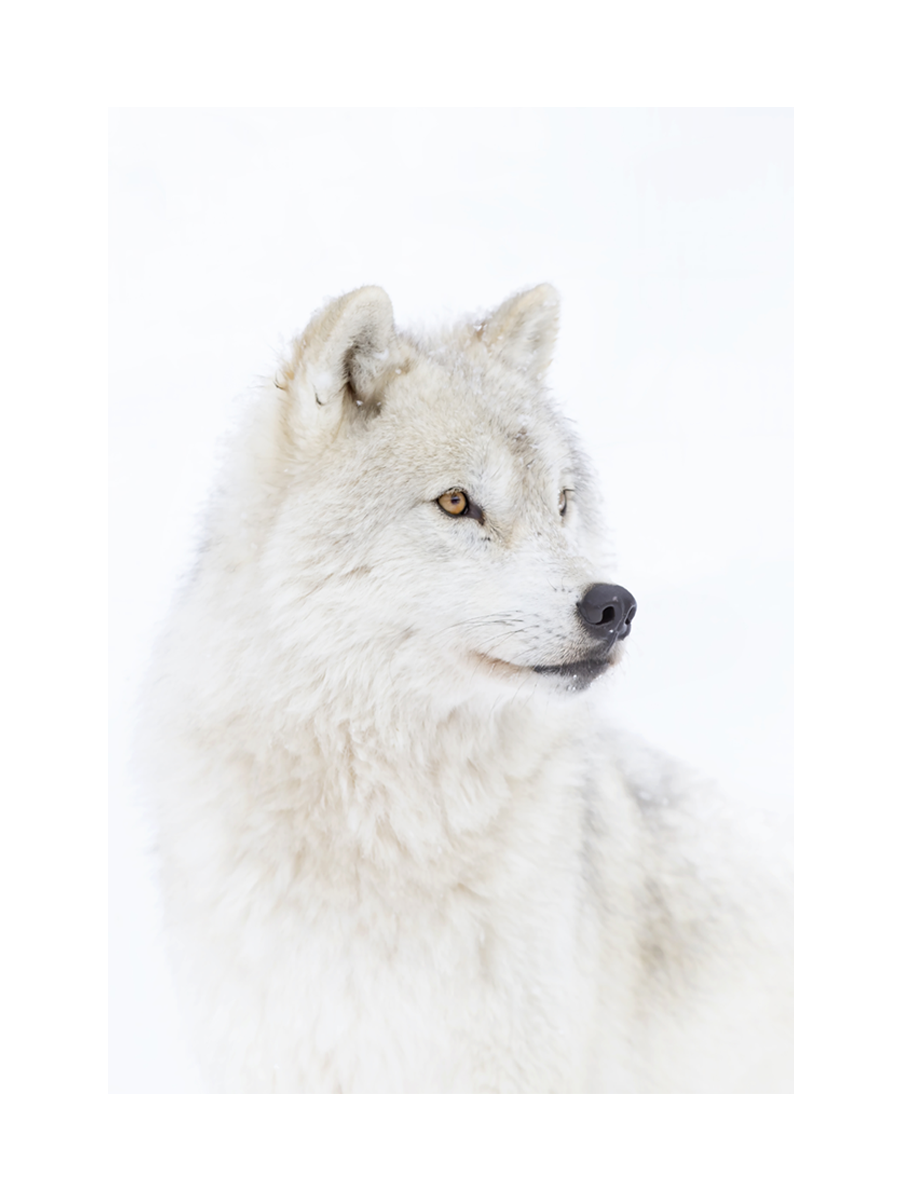 Fotografie eines weißen Wolfes mit gelben Augen vor einem hellgrauen Hintergrund.