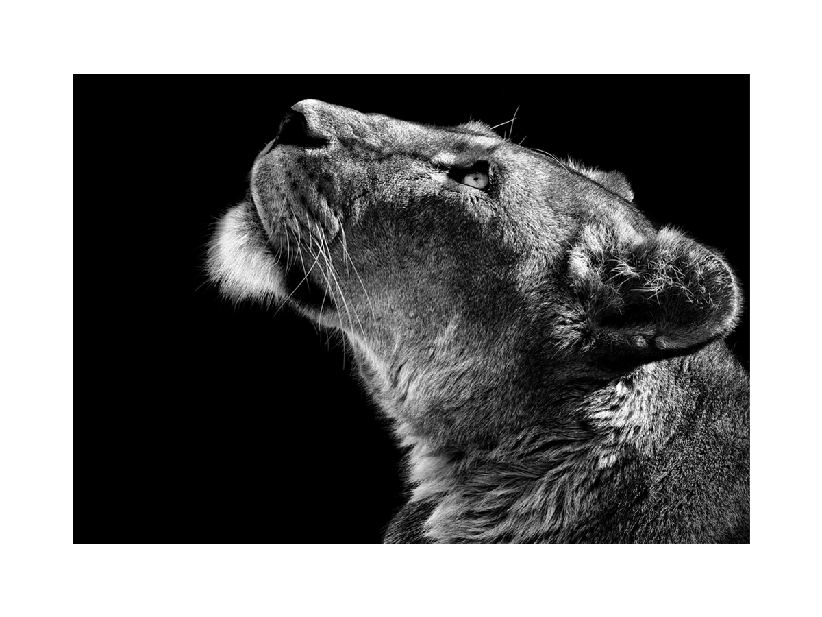Schwarzweiß-Fotografie eines Löwen, der nach oben schaut, auf schwarzem Hintergrund.