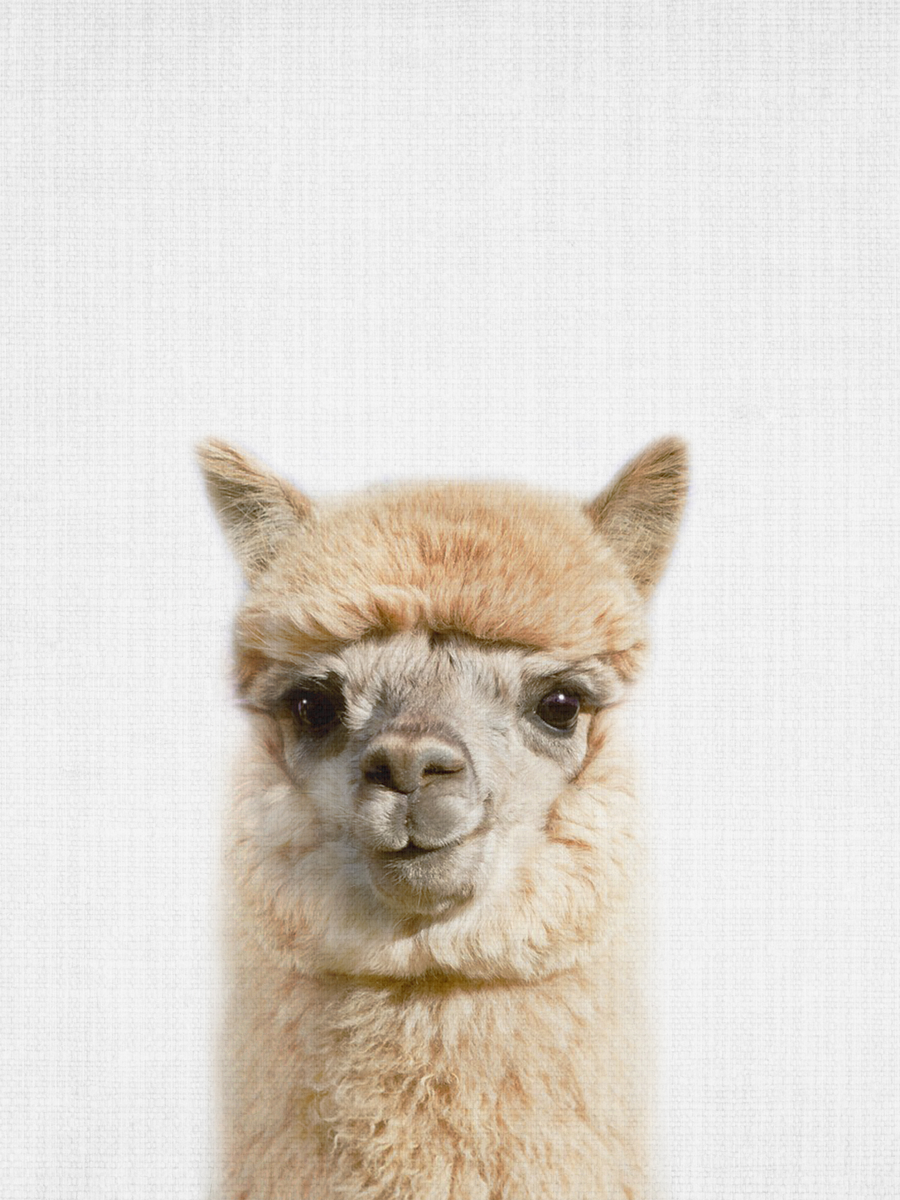 Peekaboo Alpaca Poster