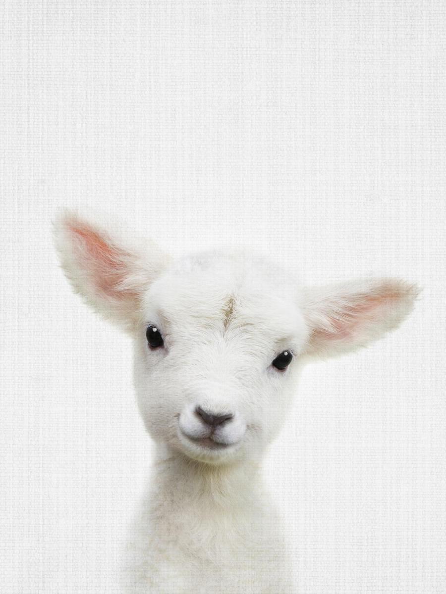 Peekaboo Baby Sheep Poster