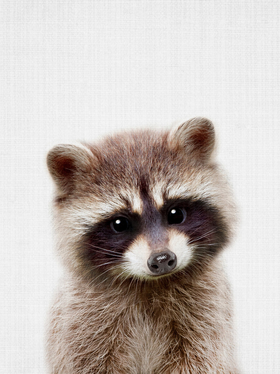 Peekaboo Raccoon Poster