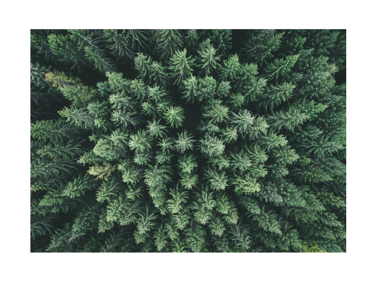 Aerial View of Green Forest Poster
