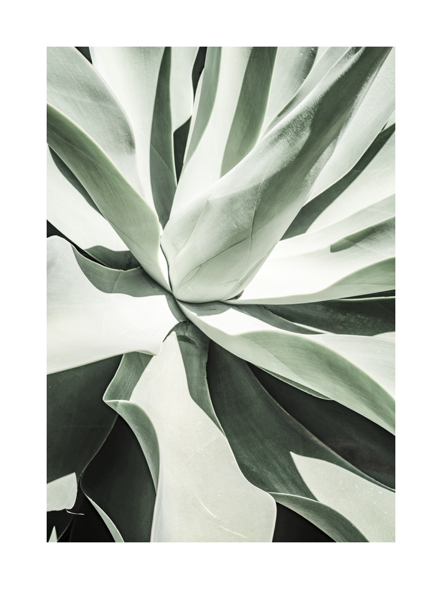 Agave Plant Poster