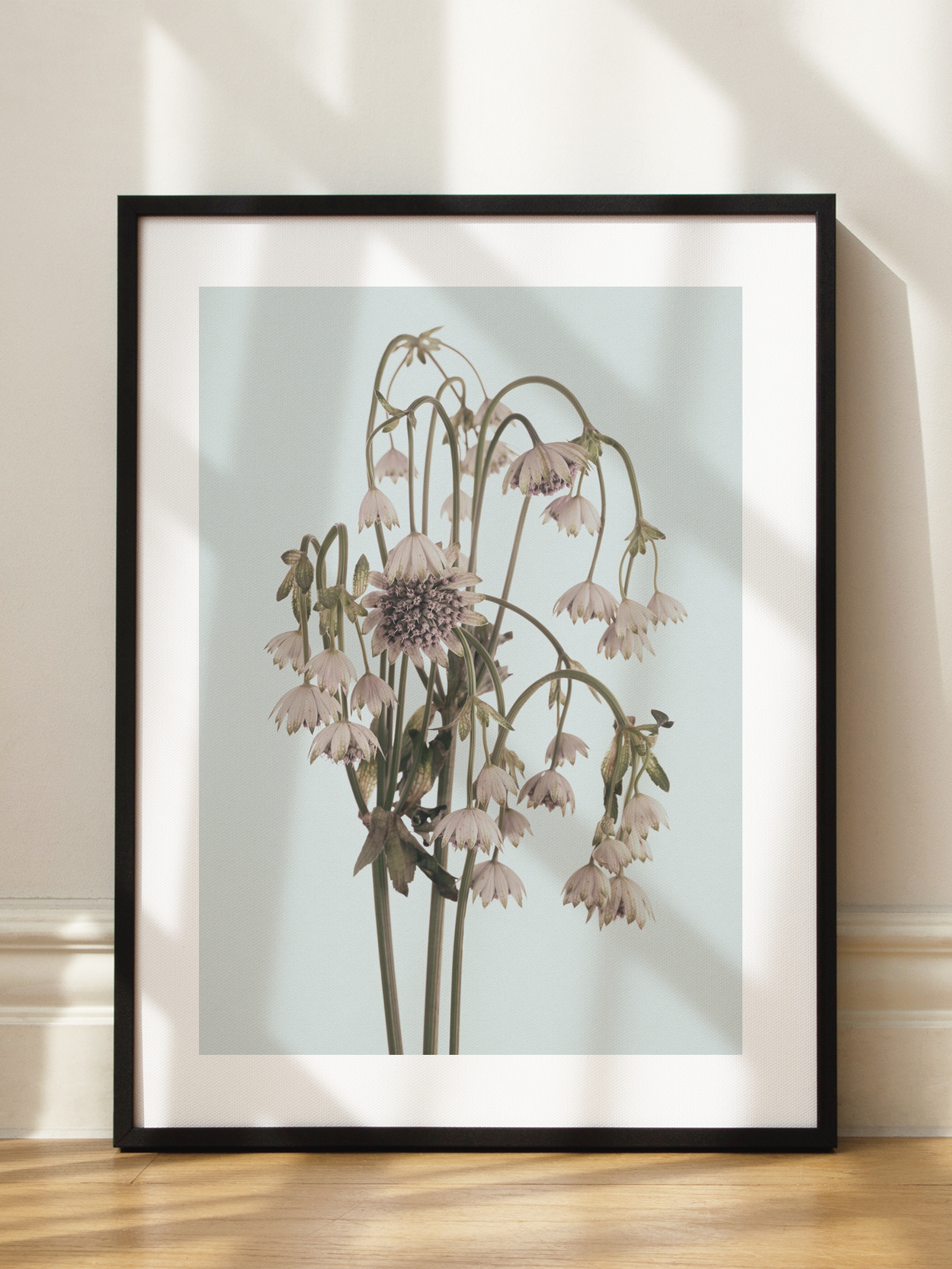 Astrantia Bouquet Poster
