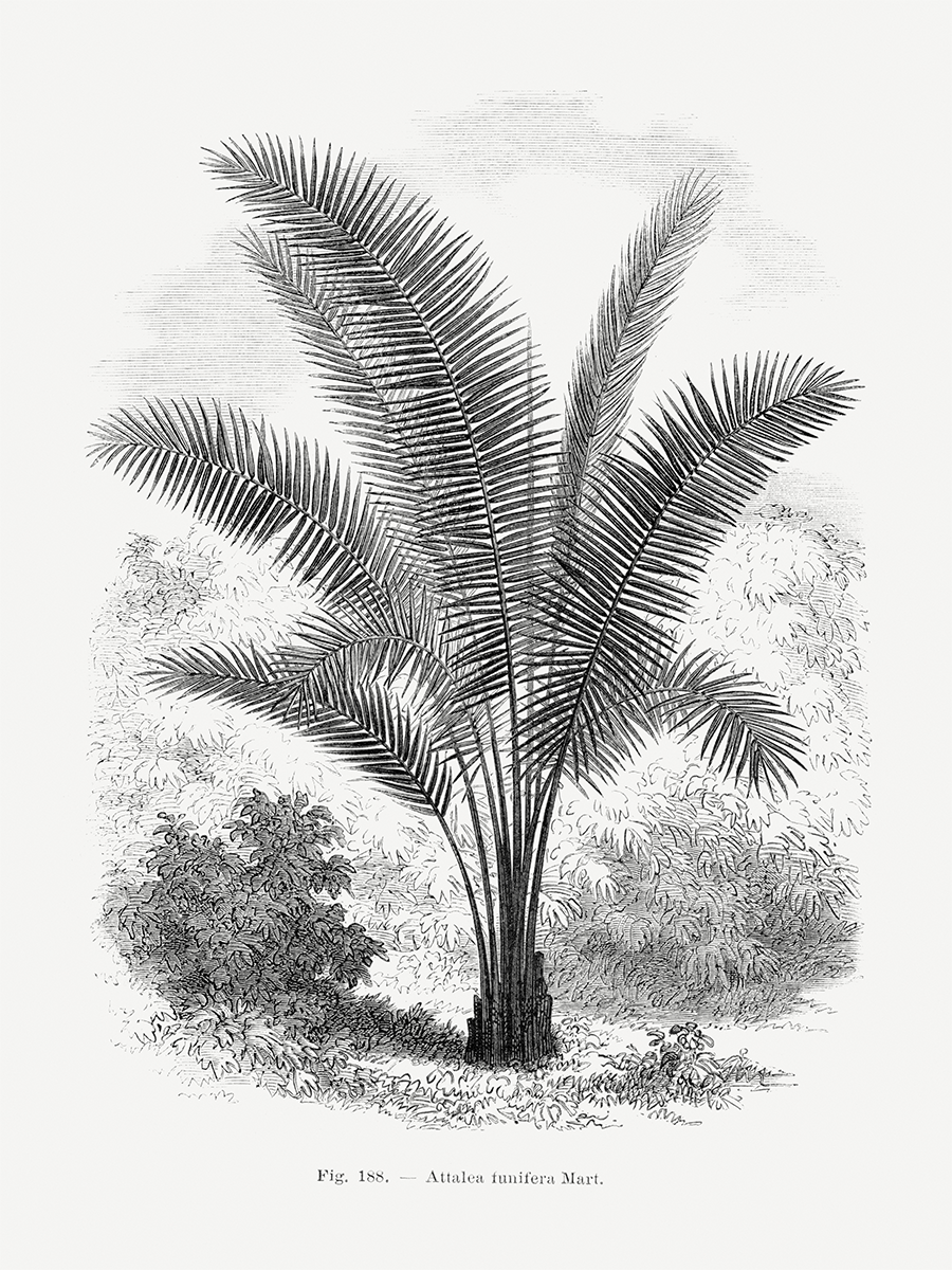 Illustration einer Attalea funifera Mart Palme in schwarz-weiß.