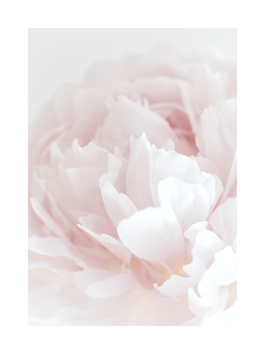 Blush Peony Poster