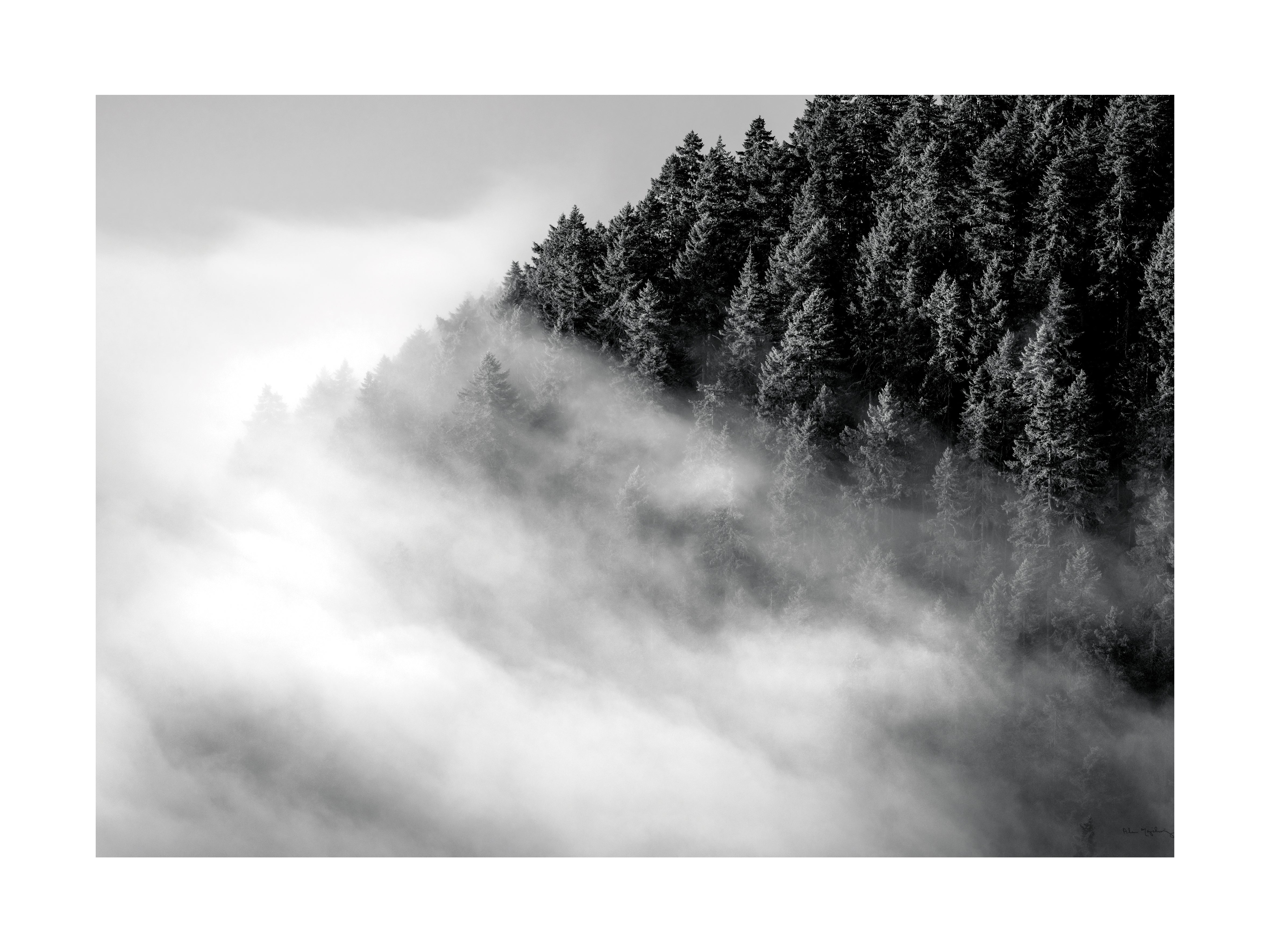 Schwarz-weiß-Fotografie eines Berges mit Tannen und Nebel.
