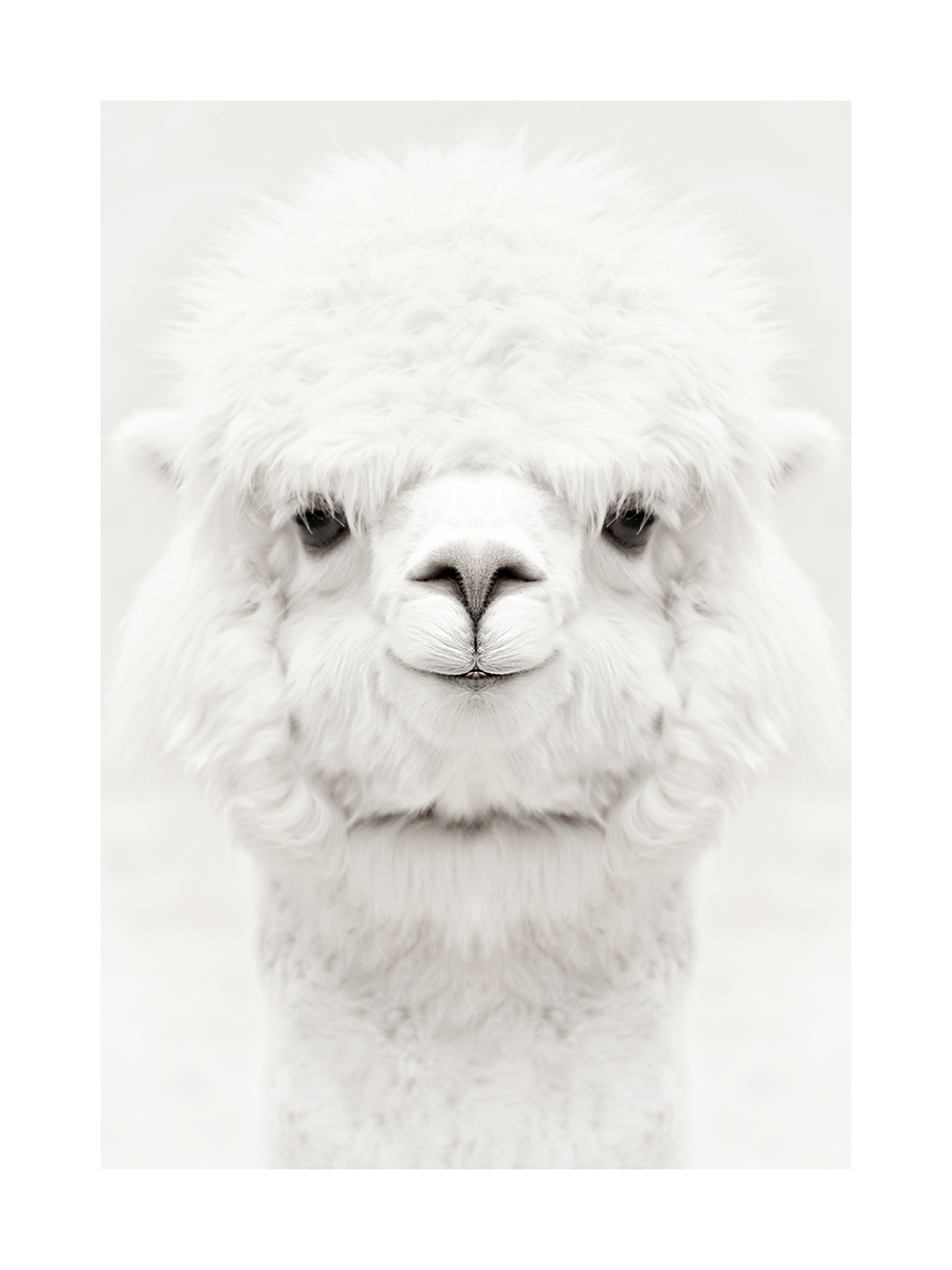 Baby Alpaca Poster