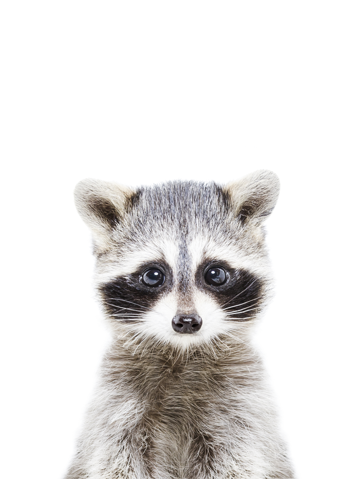 Baby Racoon Poster