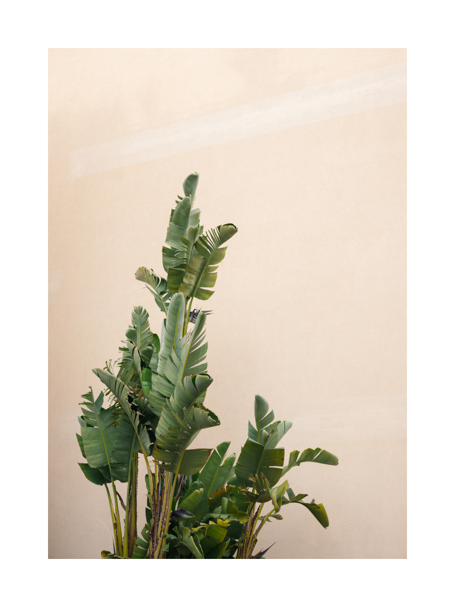 Banana Leaves 1 Poster