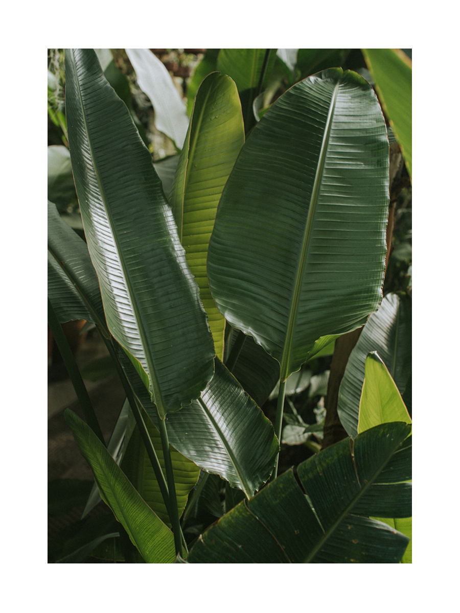 Fotografie von grünen Bananenblättern in verschiedenen Winkeln.