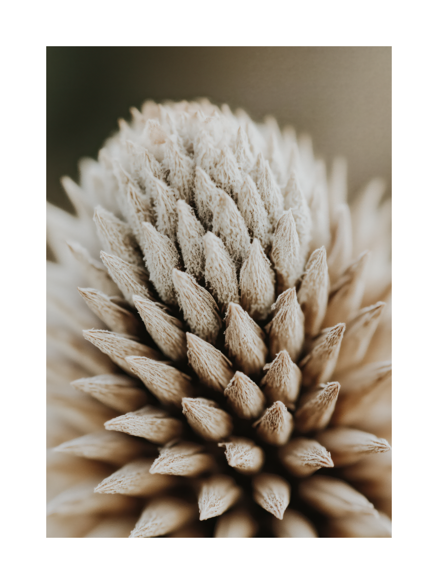 Beige Botanical Close Up Poster