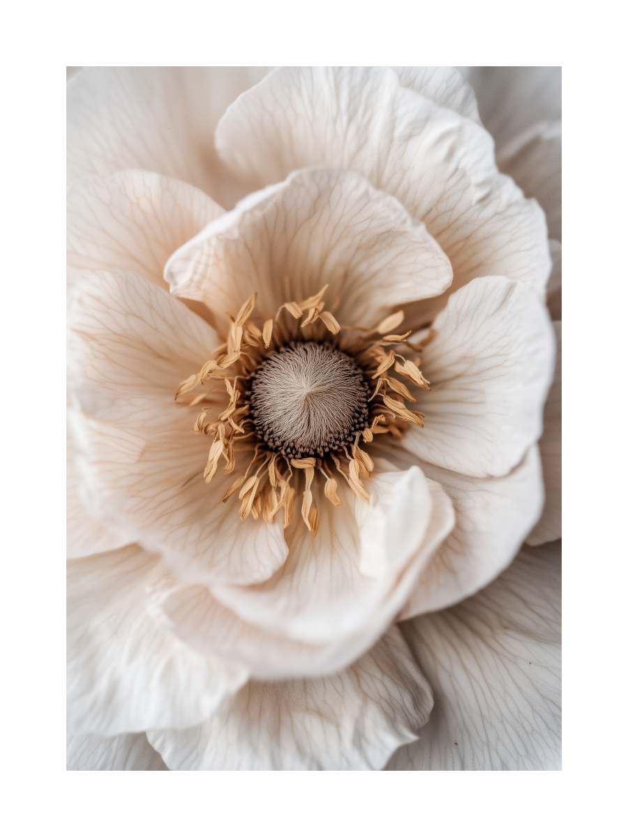 Beige Flower Close Up Poster