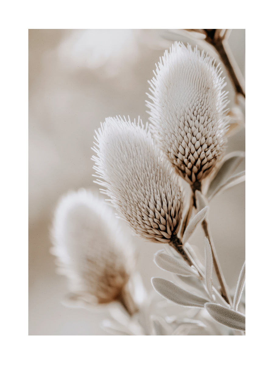 Beige Nature Close Up Poster