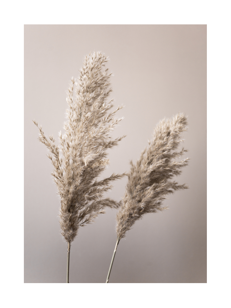 Beige Pampas Poster