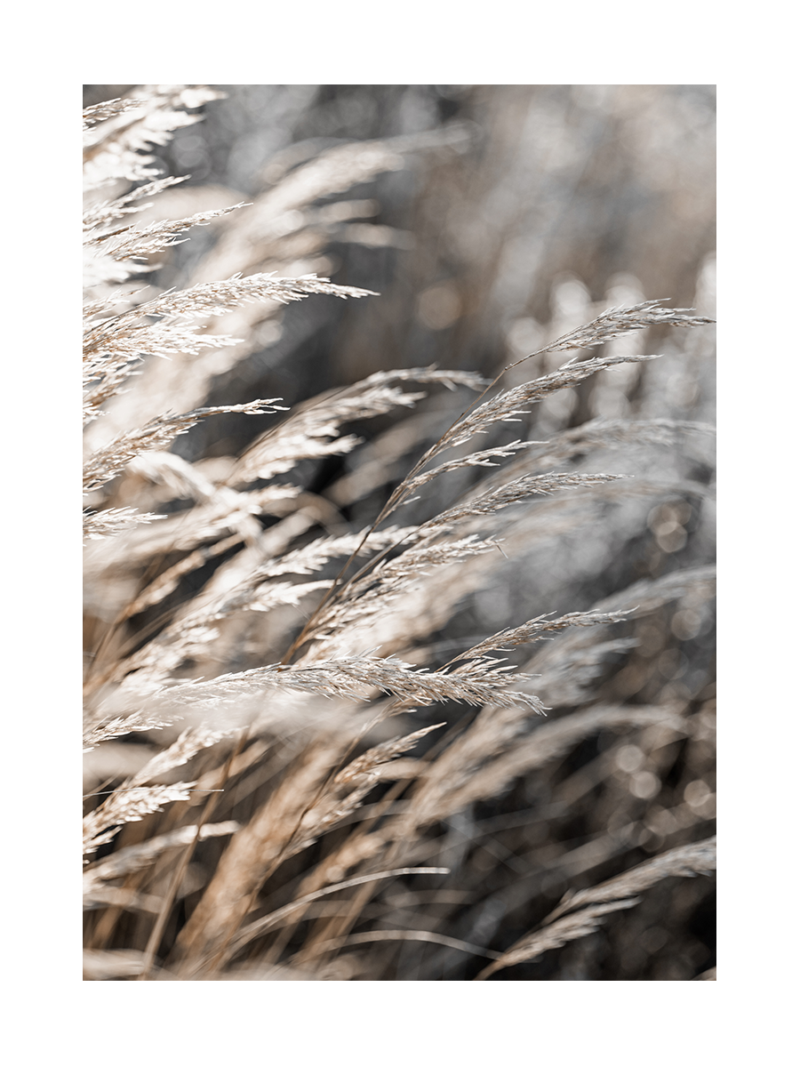 Beige Reeds Poster