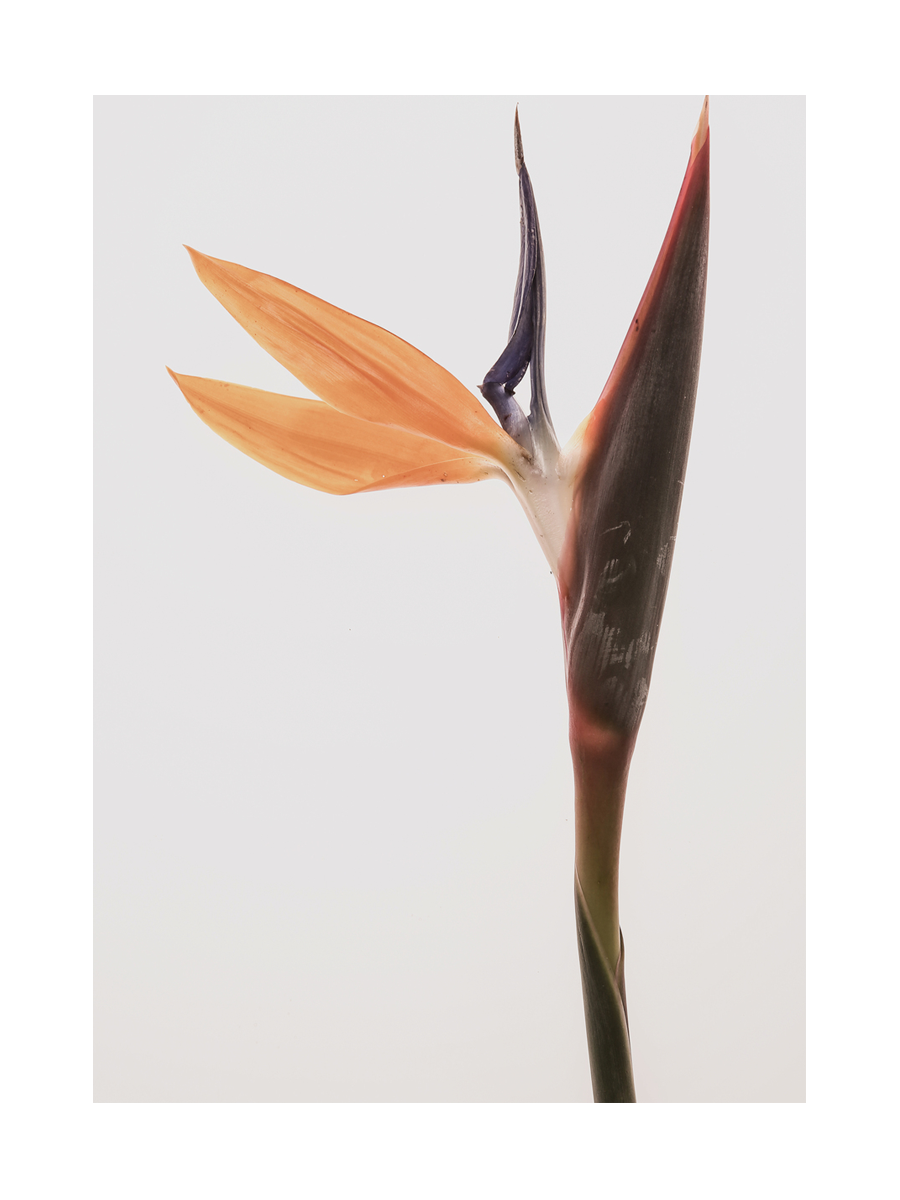 Fotografie einer Strelitzienblume vor einem hellbeigen Hintergrund.
