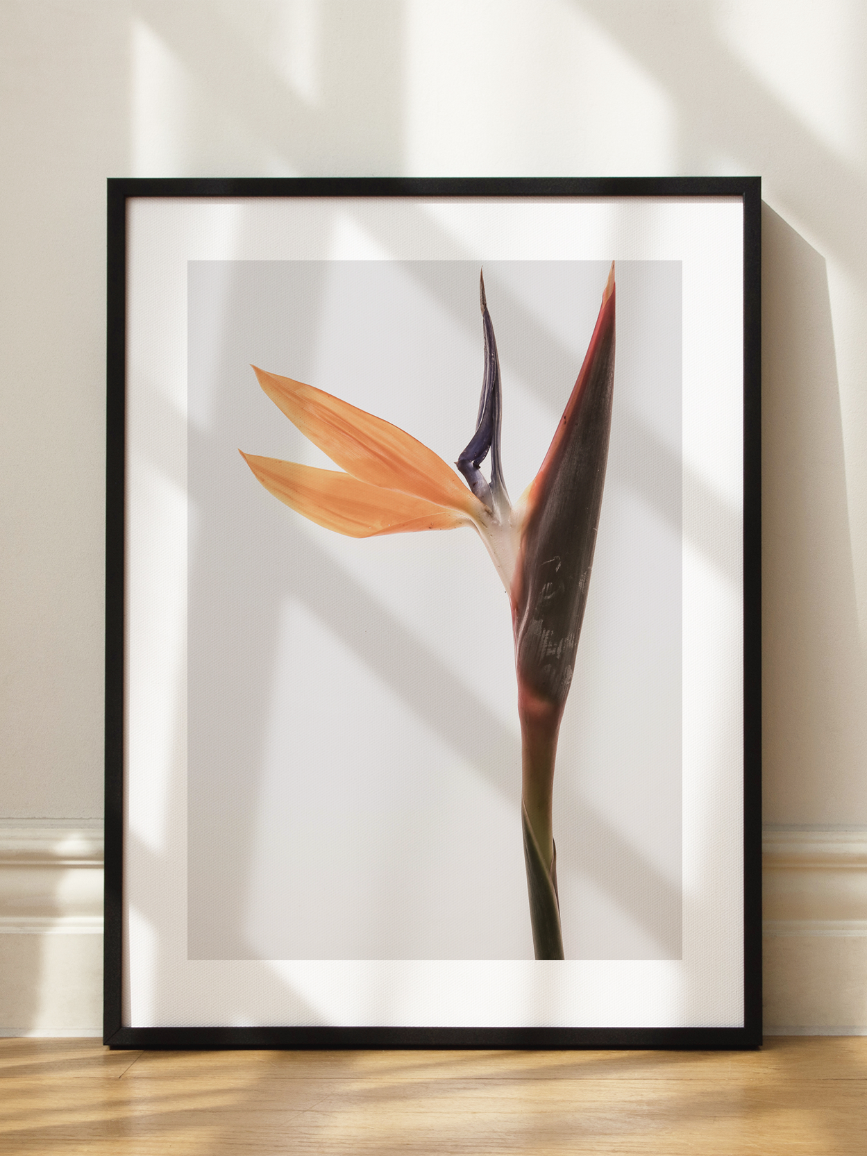 Bird of Paradise Poster